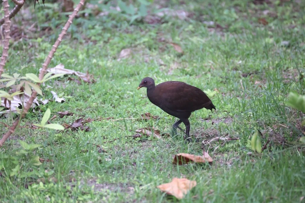 菲律宾塚雉(Megapodius cumingii)