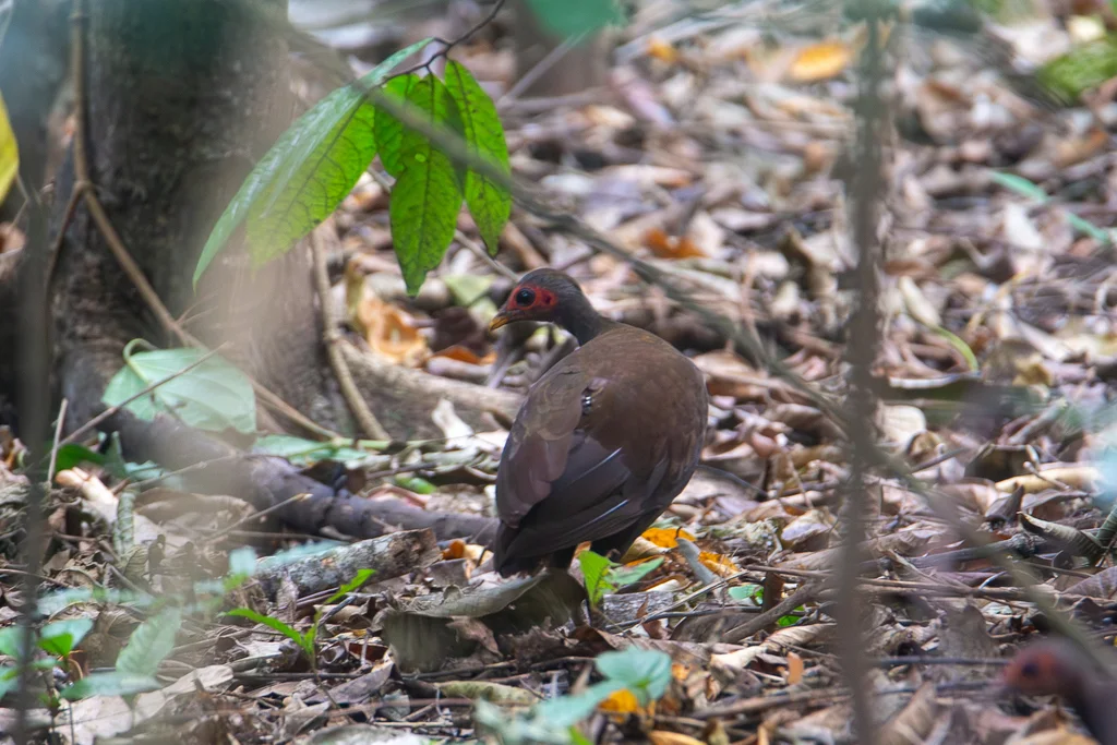 菲律宾塚雉(Megapodius cumingii)