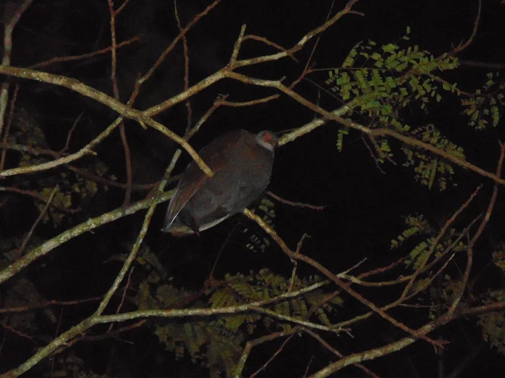 菲律宾塚雉(Megapodius cumingii)