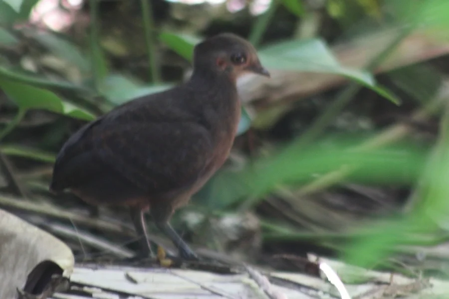 斑喉塚雉(Megapodius decollatus)