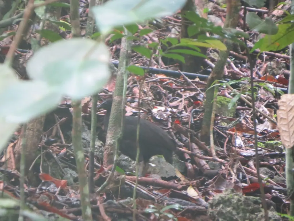 暗色塚雉(Megapodius freycinet)