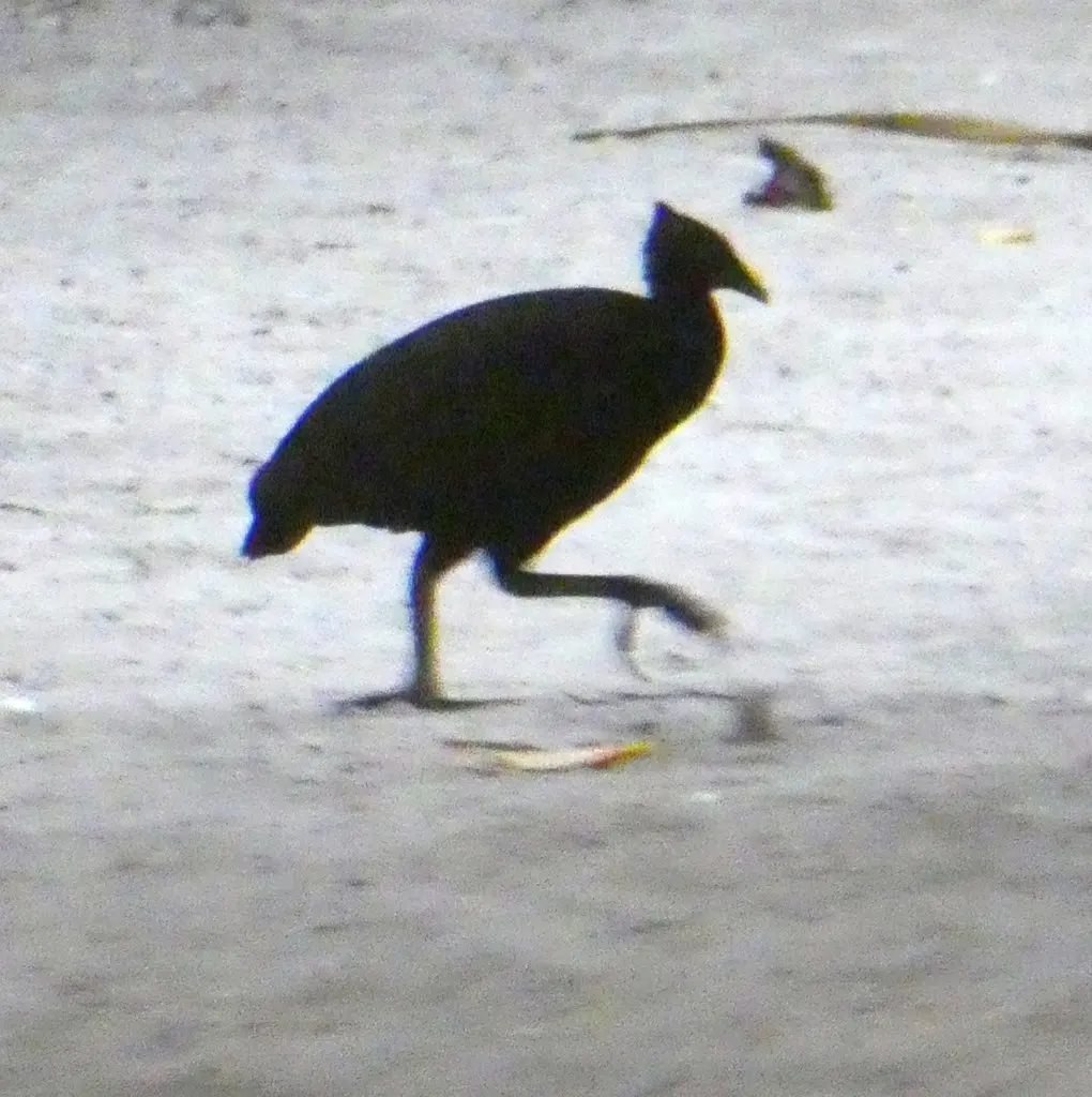 暗色塚雉(Megapodius freycinet)