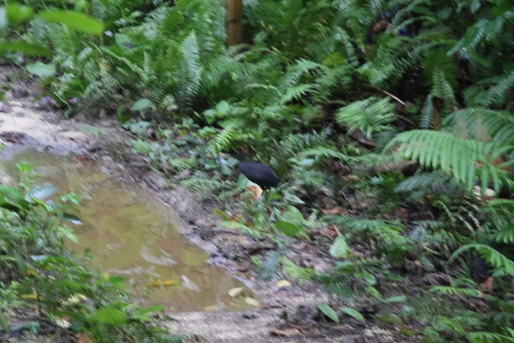 暗色塚雉(Megapodius freycinet)