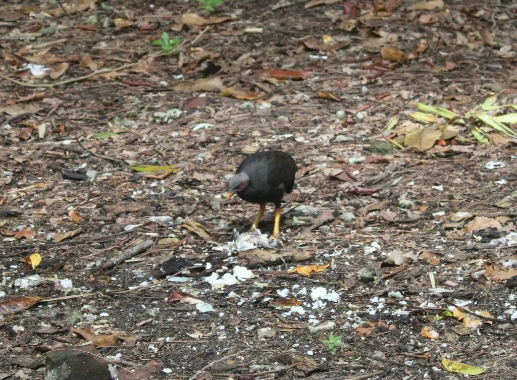 马岛塚雉(Megapodius laperouse)