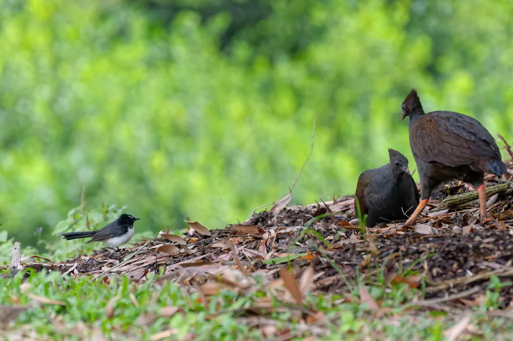 橙脚塚雉(Megapodius reinwardt)