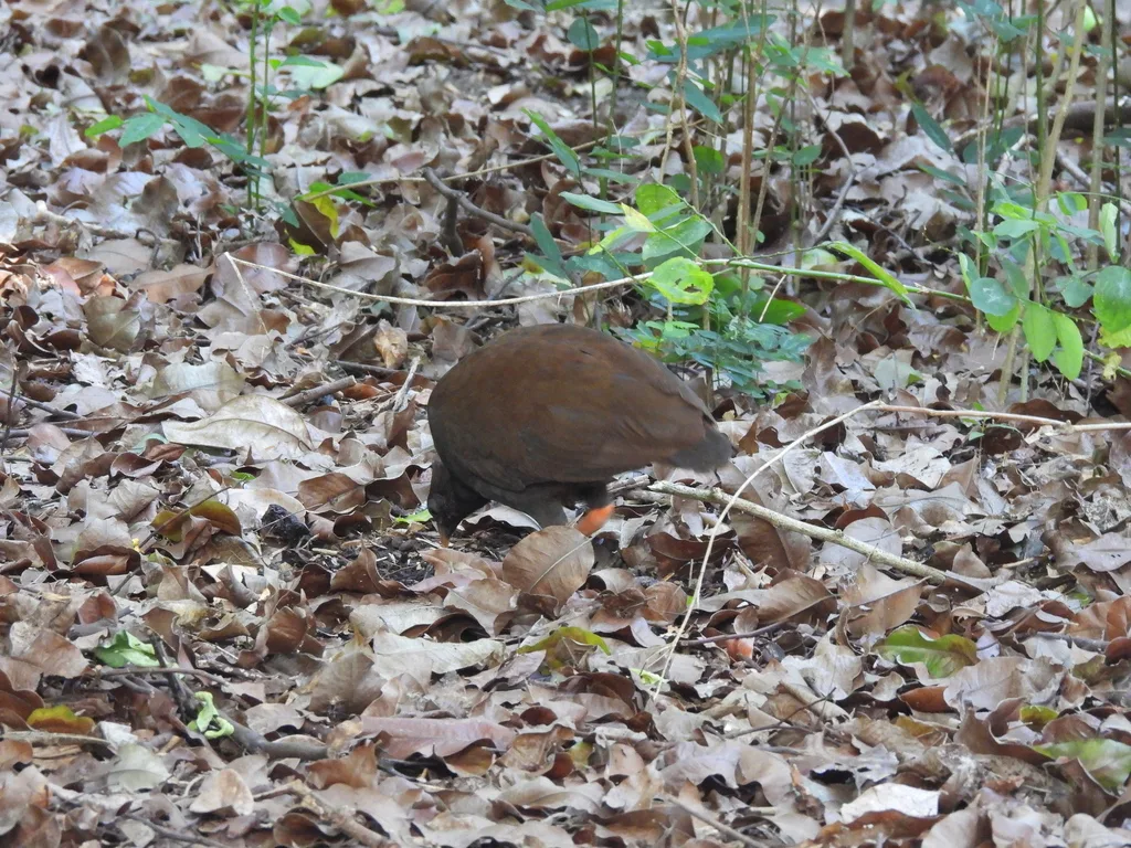 橙脚塚雉(Megapodius reinwardt)