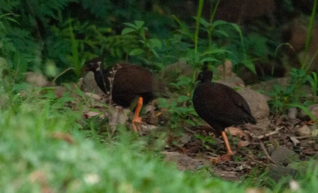 橙脚塚雉(Megapodius reinwardt)