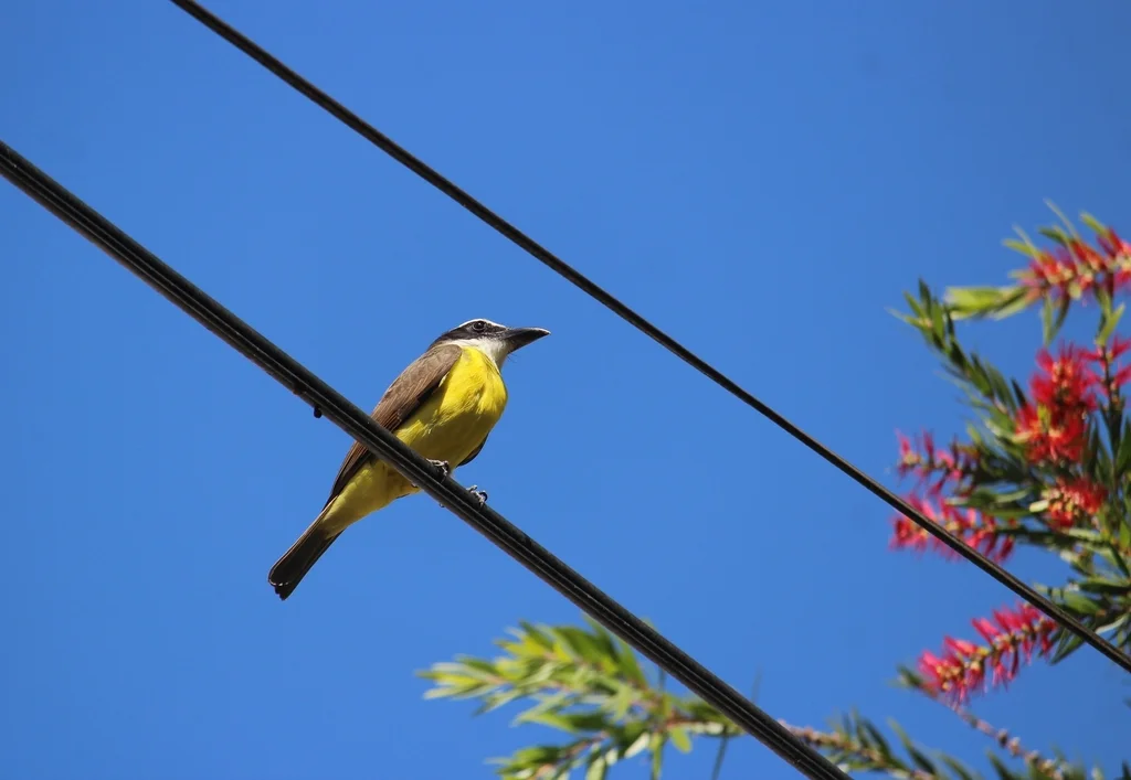 船嘴霸鹟(Megarynchus pitangua)
