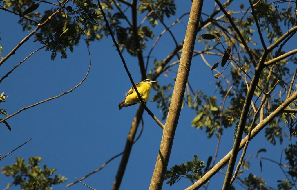 船嘴霸鹟(Megarynchus pitangua)