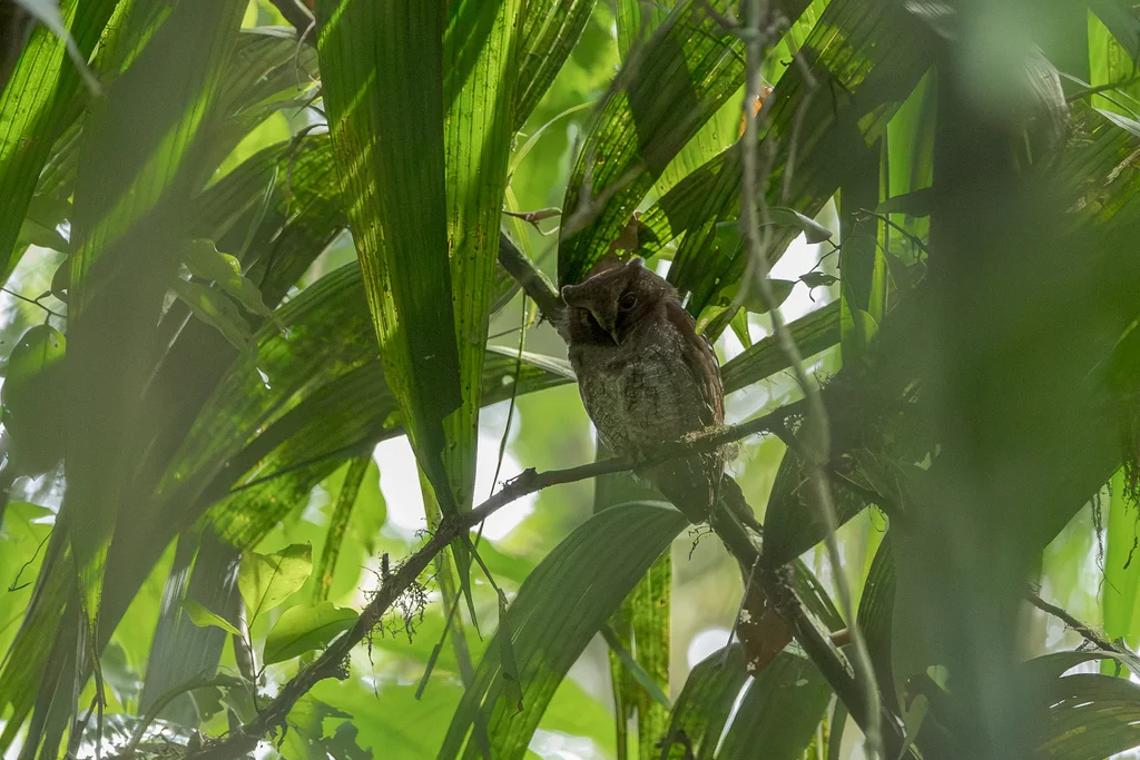 中美角鸮(Megascops guatemalae)