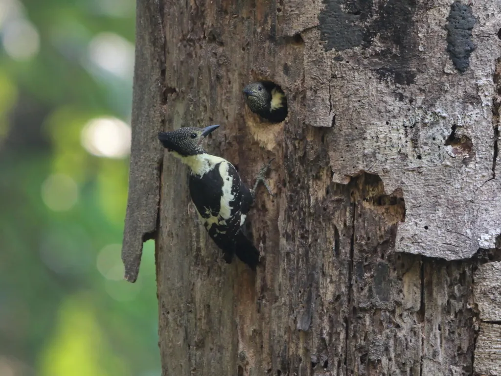 黑棕斑啄木鸟(Meiglyptes jugularis)
