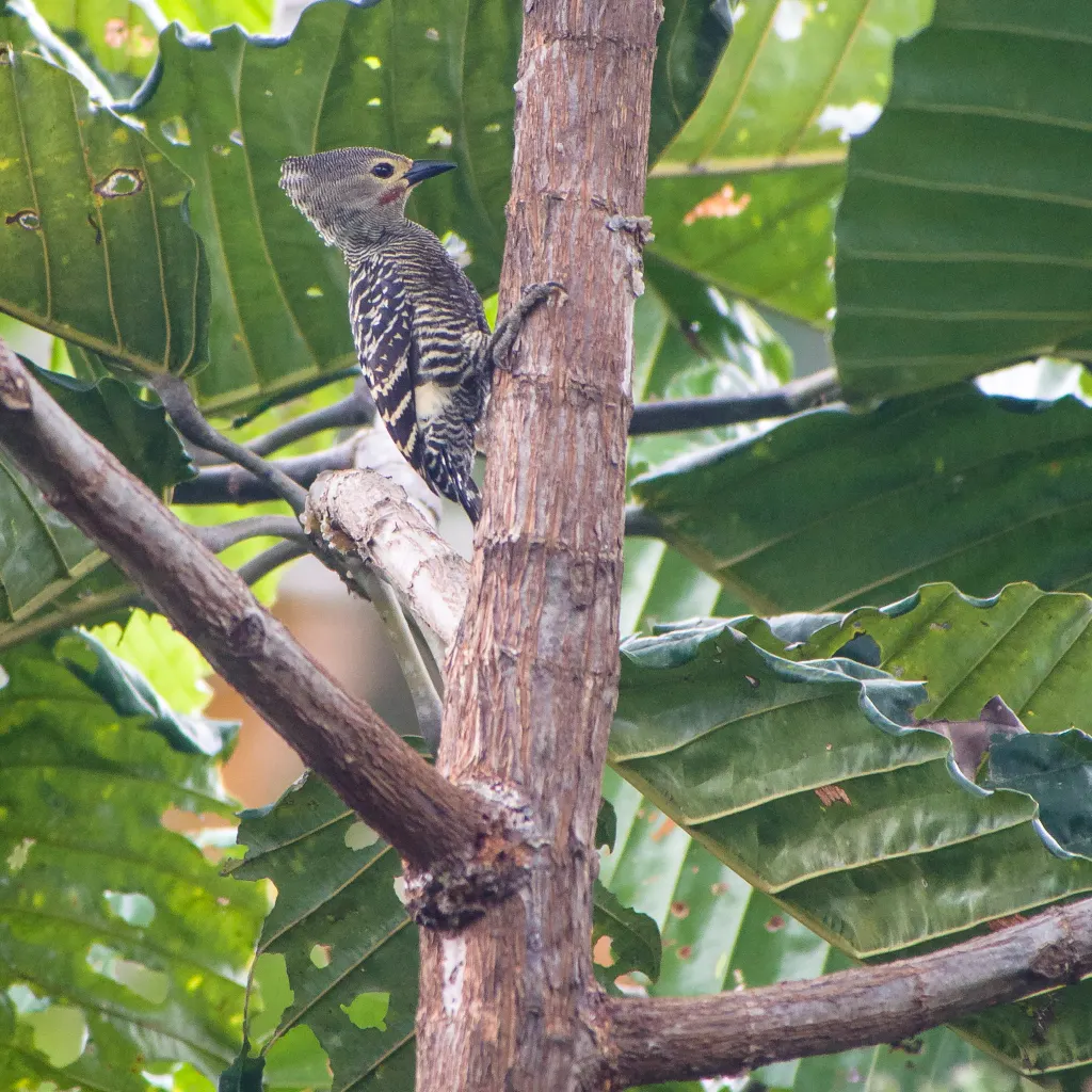 黄腰斑啄木鸟(Meiglyptes tristis)
