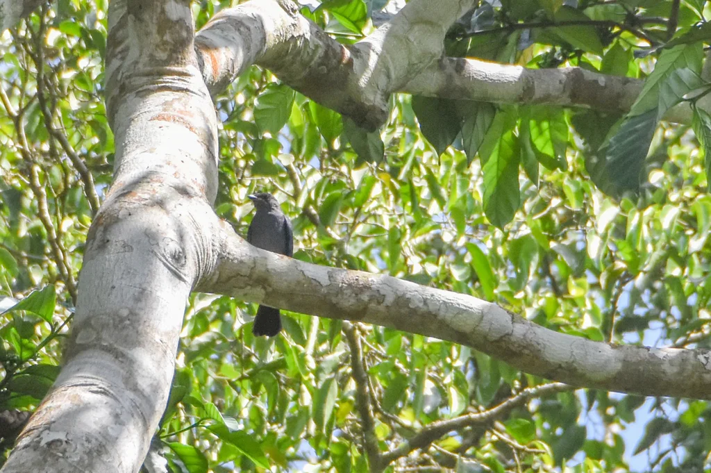 西非黑鹟(Melaenornis annamarulae)