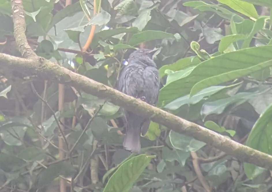 西非黑鹟(Melaenornis annamarulae)