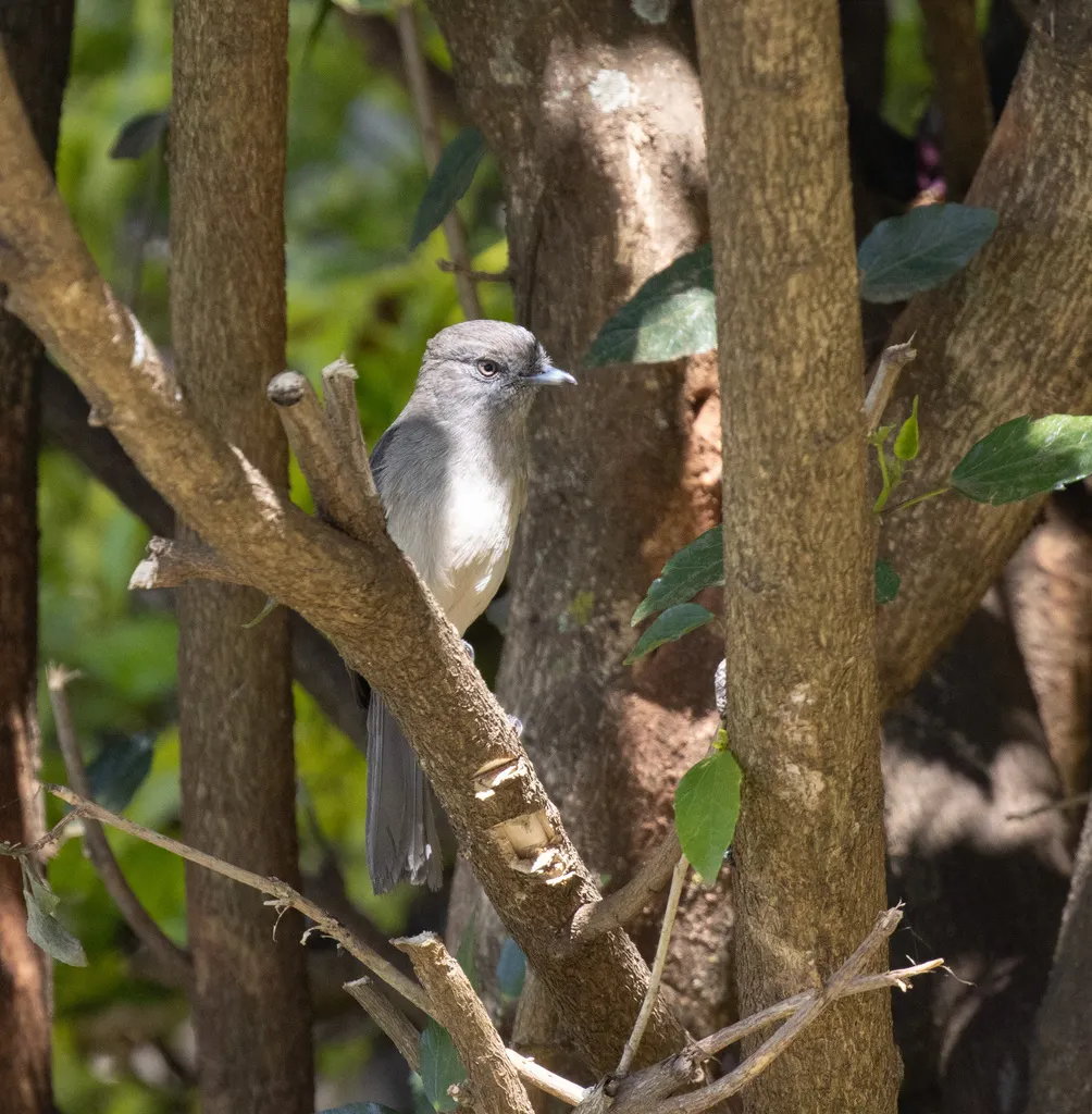 灰黑鹟(Melaenornis chocolatinus)