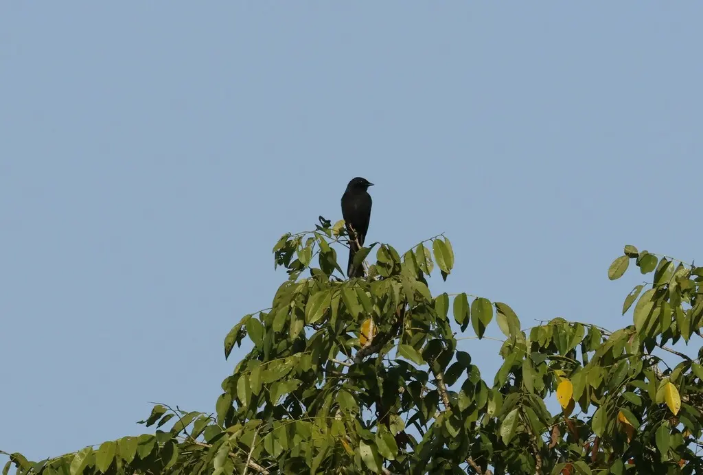 黑鹟(Melaenornis edolioides)
