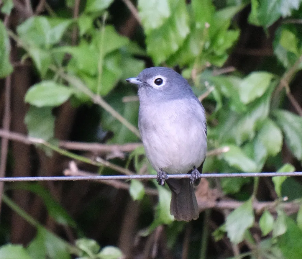 白眼黑鹟（Melaenornis fischeri）