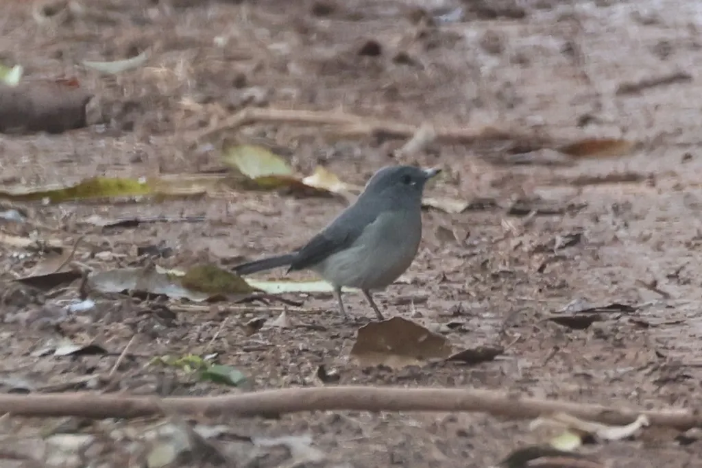 白眼黑鹟（Melaenornis fischeri）