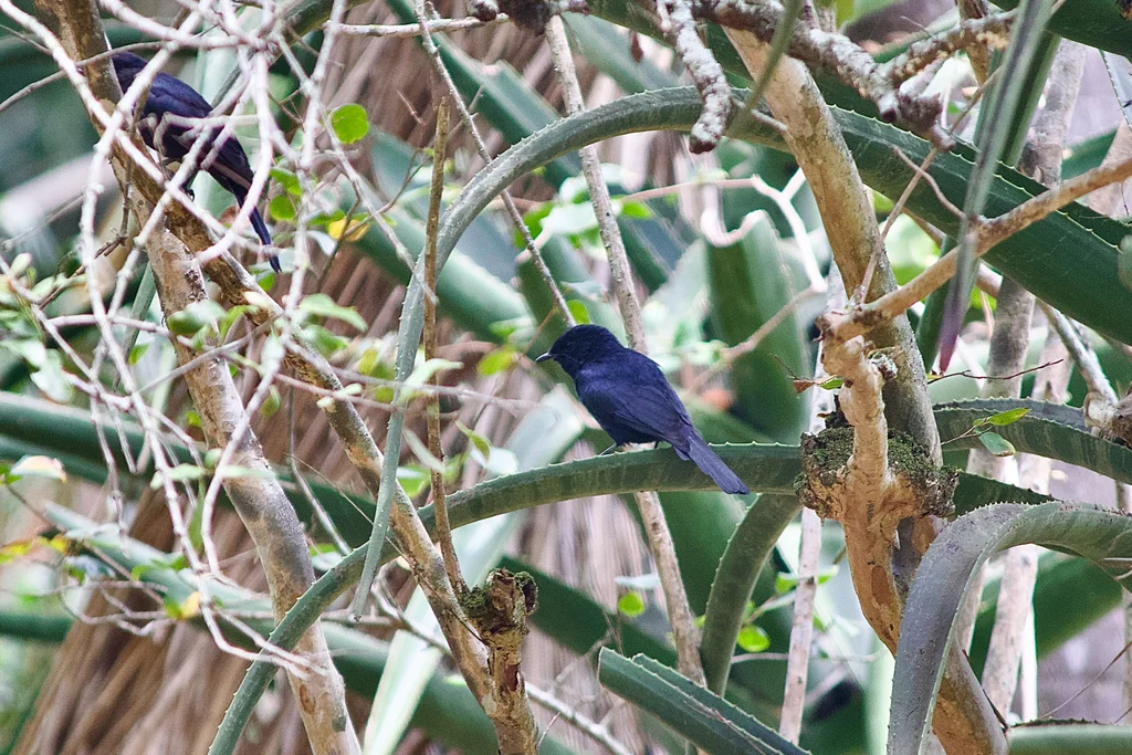 南非黑鹟（Melaenornis pammelaina）