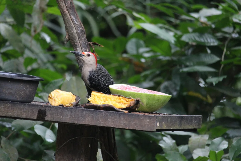 金额啄木鸟(Melanerpes aurifrons)
