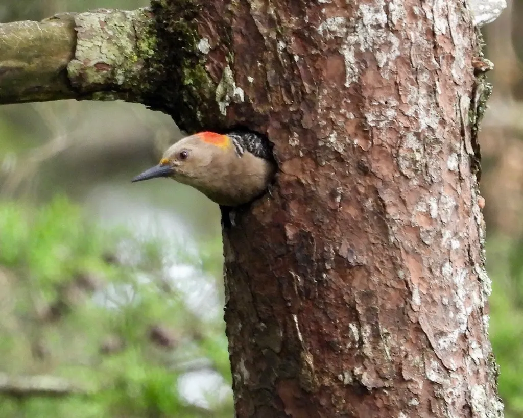 金额啄木鸟(Melanerpes aurifrons)