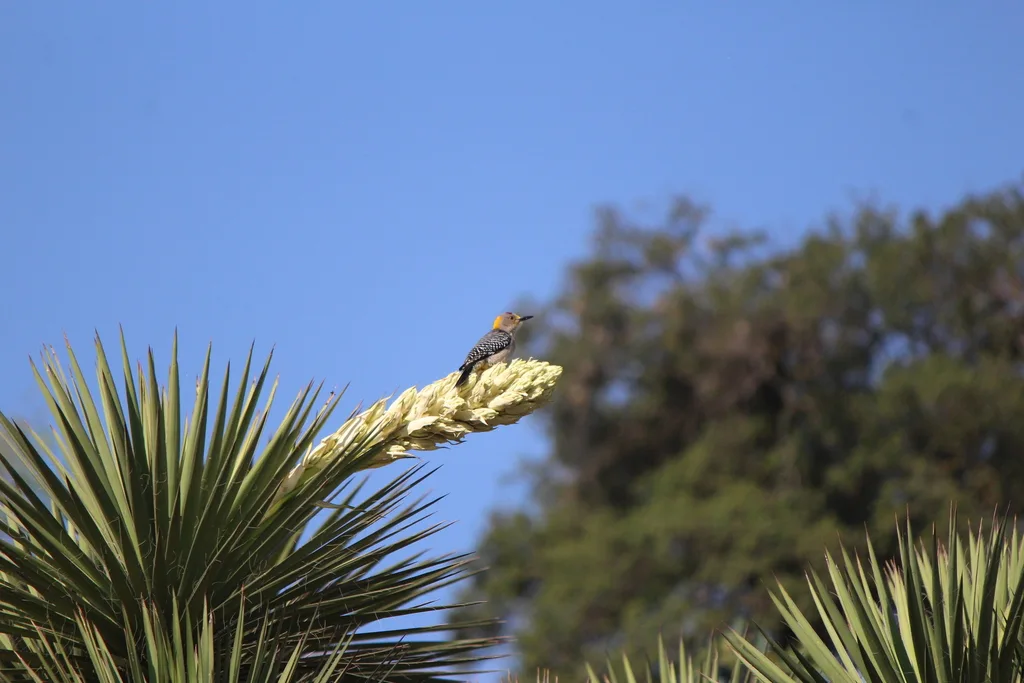 金额啄木鸟(Melanerpes aurifrons)