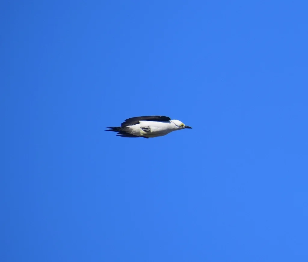 白啄木鸟(Melanerpes candidus)