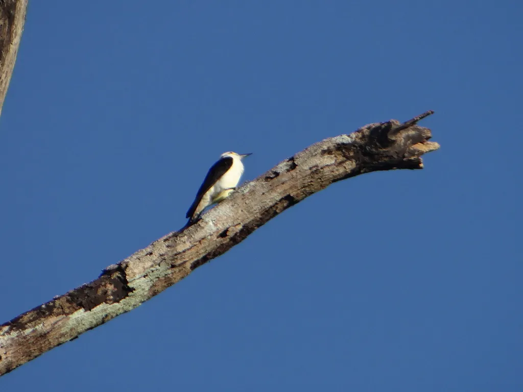 白啄木鸟(Melanerpes candidus)