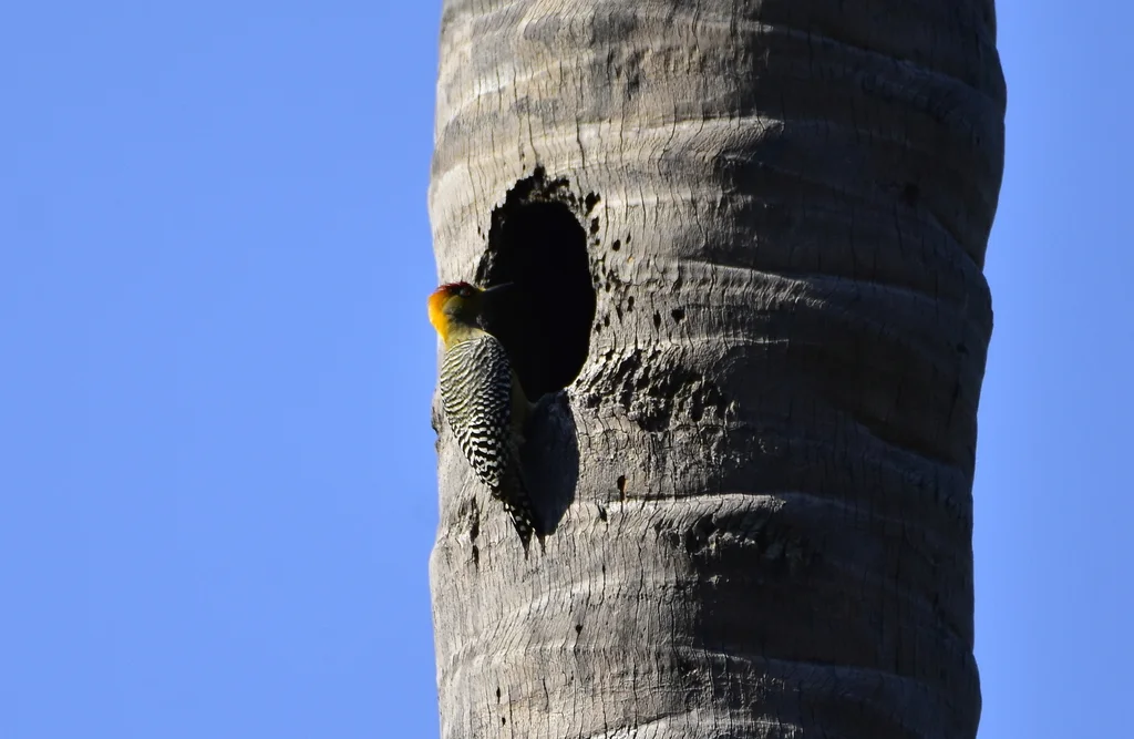 金颊啄木鸟(Melanerpes chrysogenys)