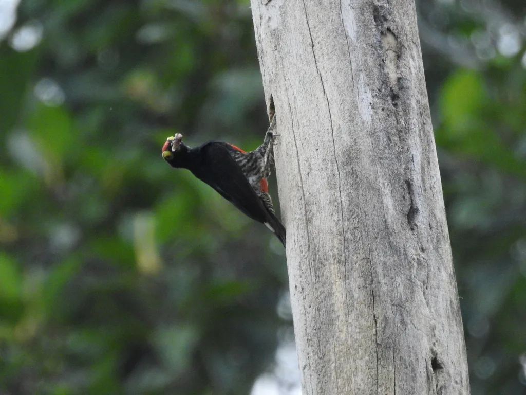黄须啄木鸟(Melanerpes cruentatus)