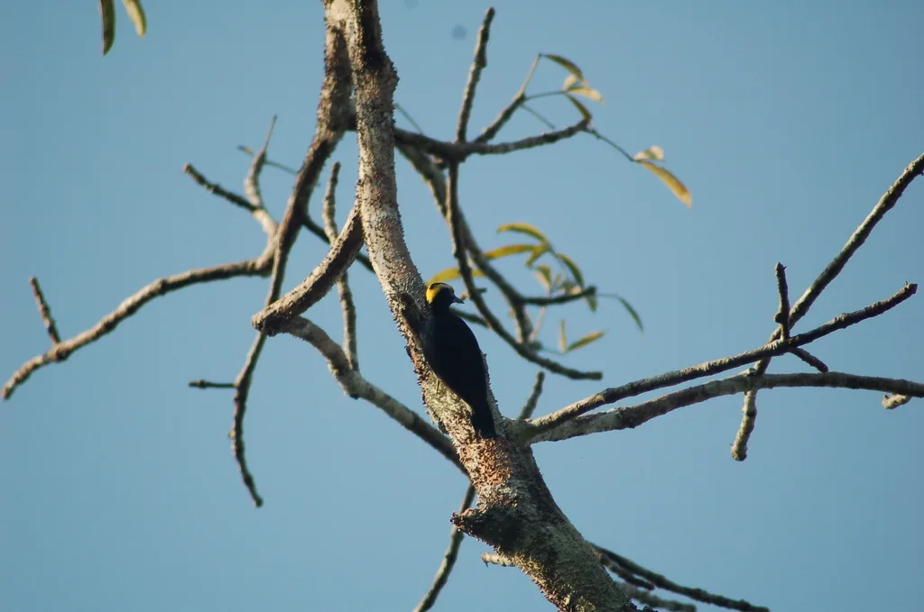 黄须啄木鸟(Melanerpes cruentatus)