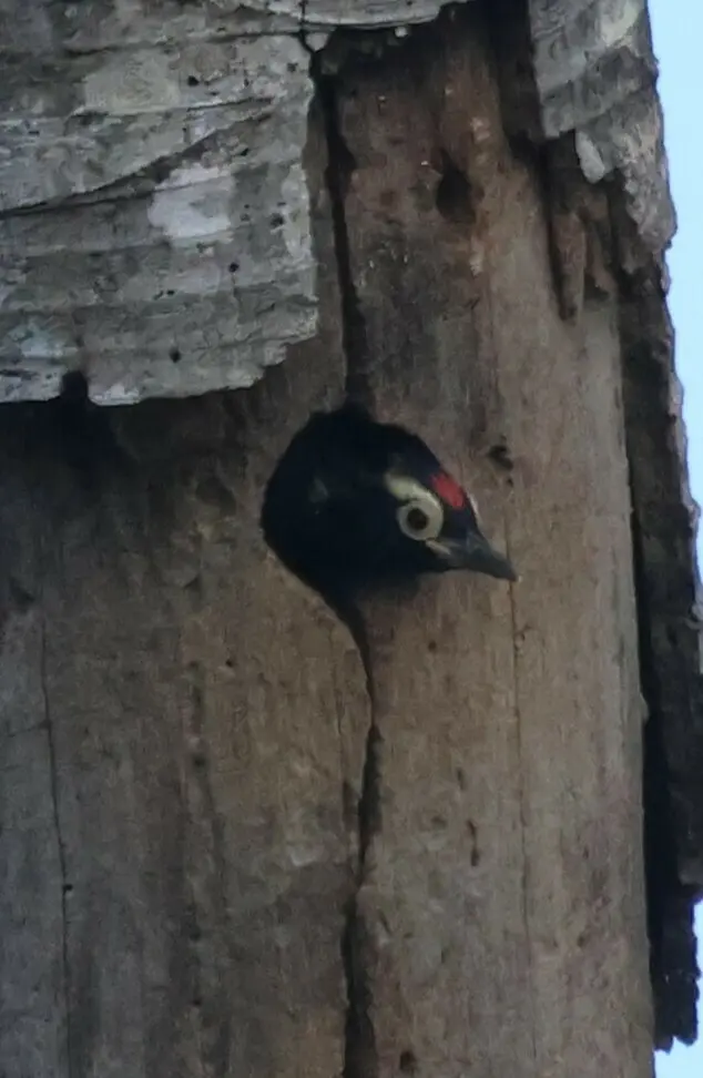 黄须啄木鸟(Melanerpes cruentatus)
