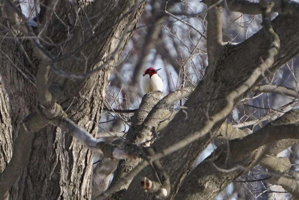 红头啄木鸟（Melanerpes erythrocephalus）