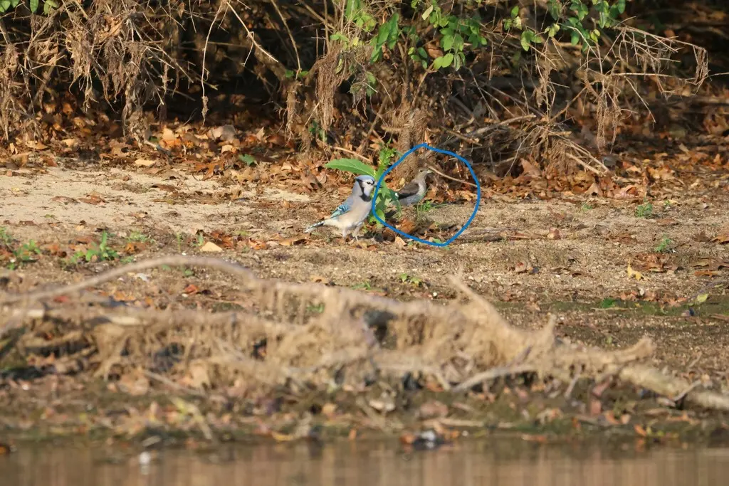 红头啄木鸟（Melanerpes erythrocephalus）