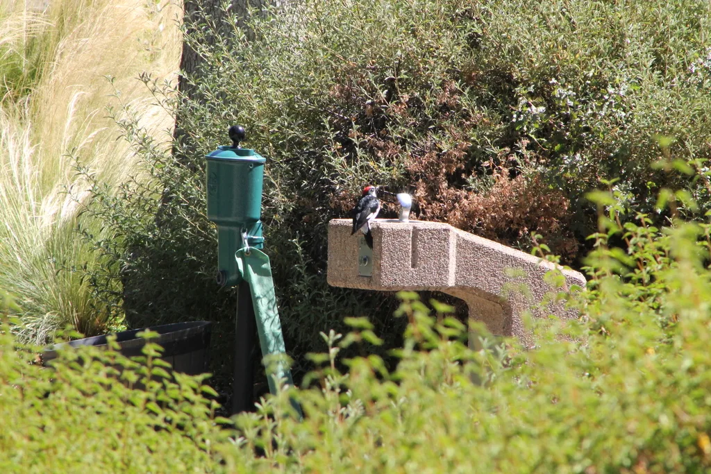 橡树啄木鸟(Melanerpes formicivorus)