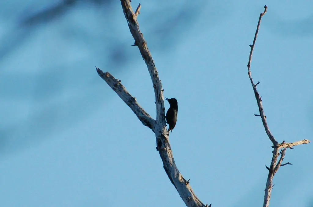 瓜岛啄木鸟(Melanerpes herminieri)