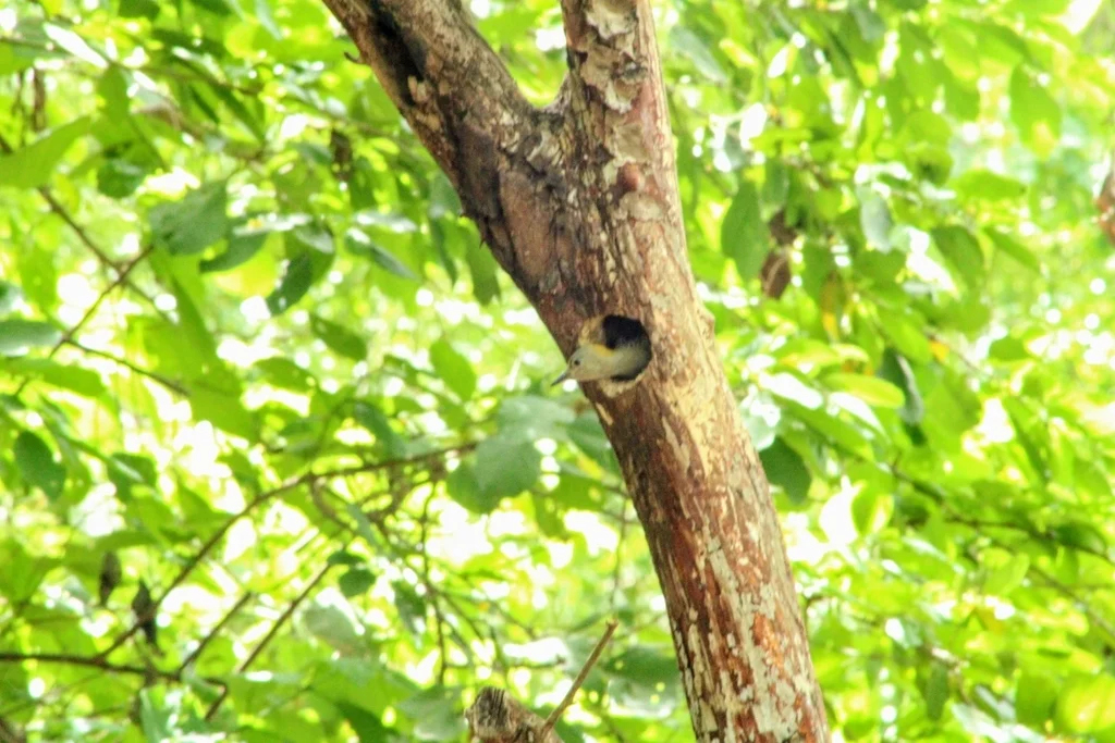 霍氏啄木鸟(Melanerpes hoffmannii)