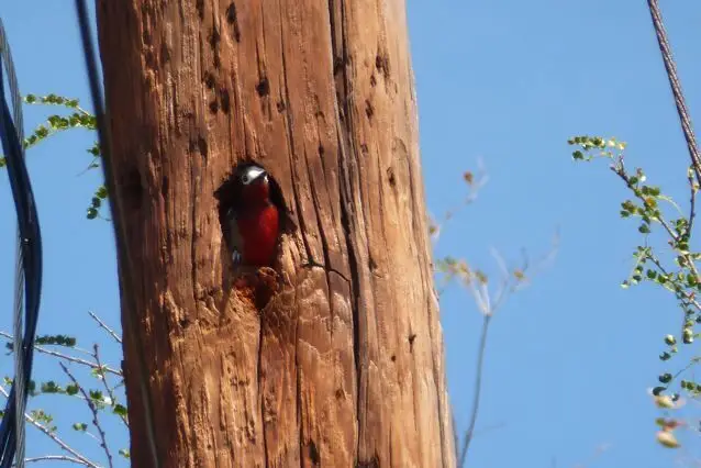 波多黎各啄木鸟(Melanerpes portoricensis)