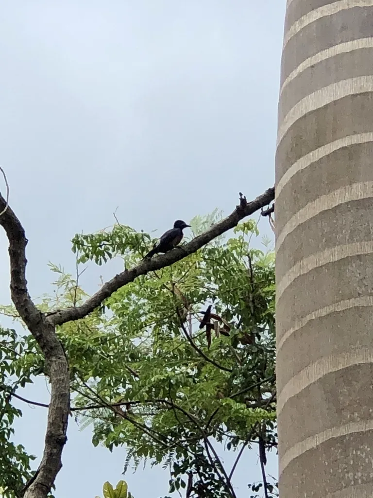 波多黎各啄木鸟(Melanerpes portoricensis)