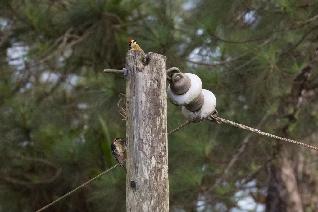 黑颊啄木鸟(Melanerpes pucherani)