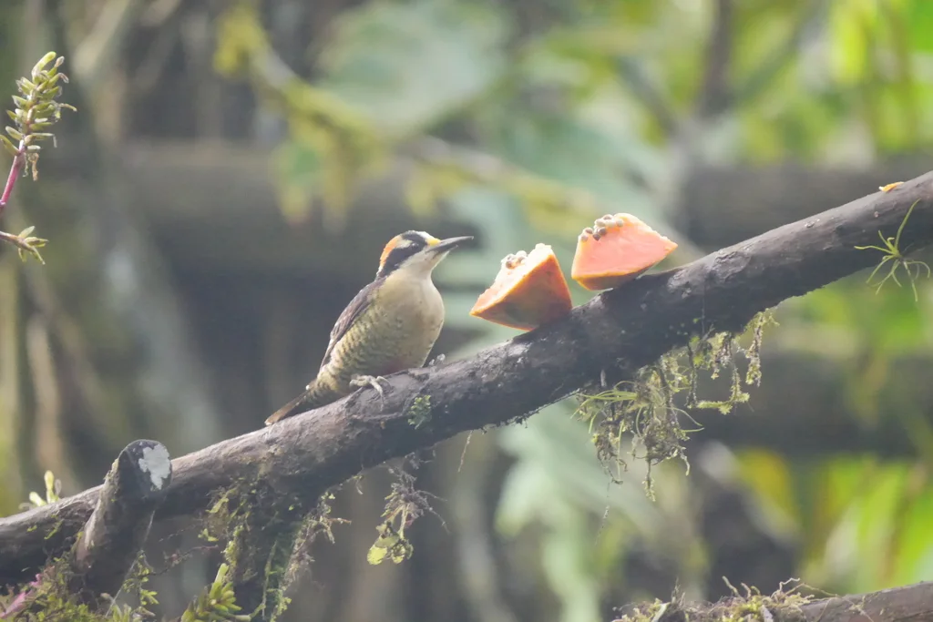 黑颊啄木鸟(Melanerpes pucherani)