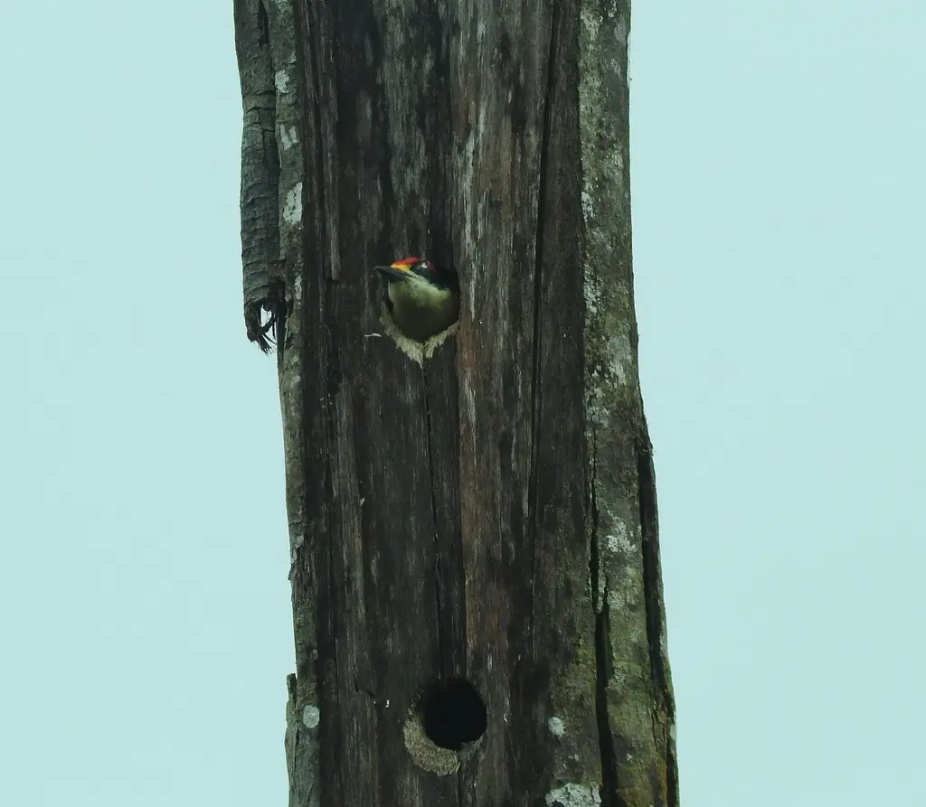 黑颊啄木鸟(Melanerpes pucherani)