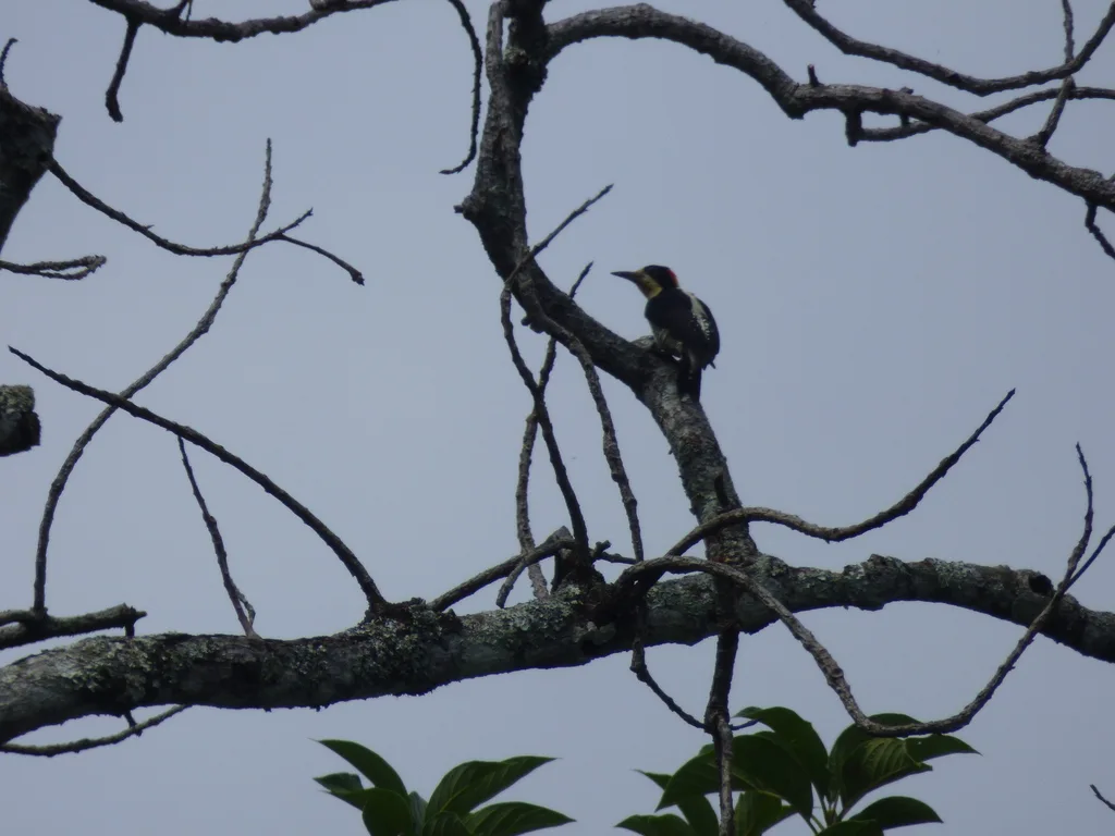 华丽啄木鸟(Melanerpes pulcher)