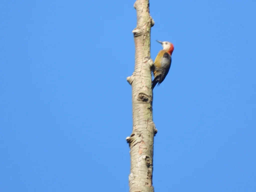 牙买加啄木鸟(Melanerpes radiolatus)