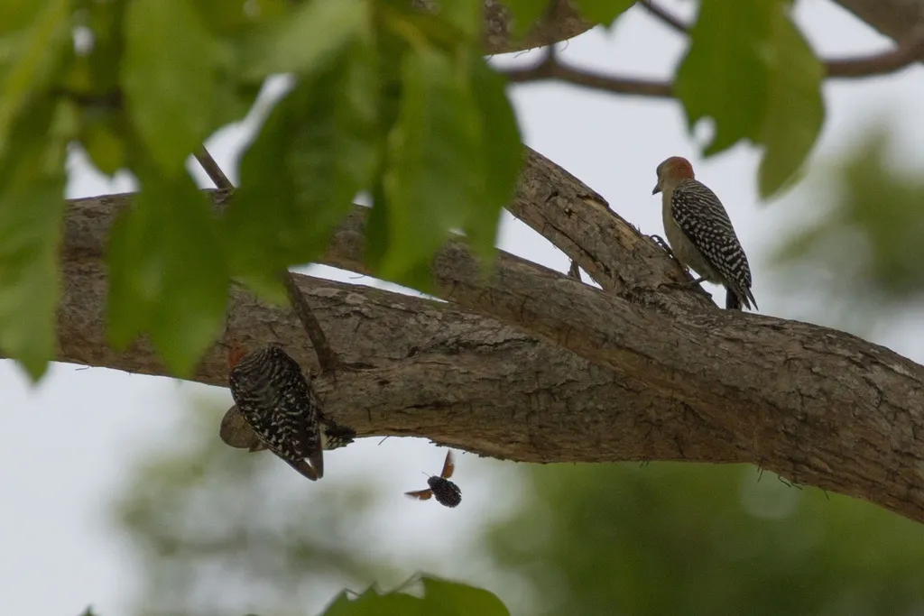 红冠啄木鸟(Melanerpes rubricapillus)