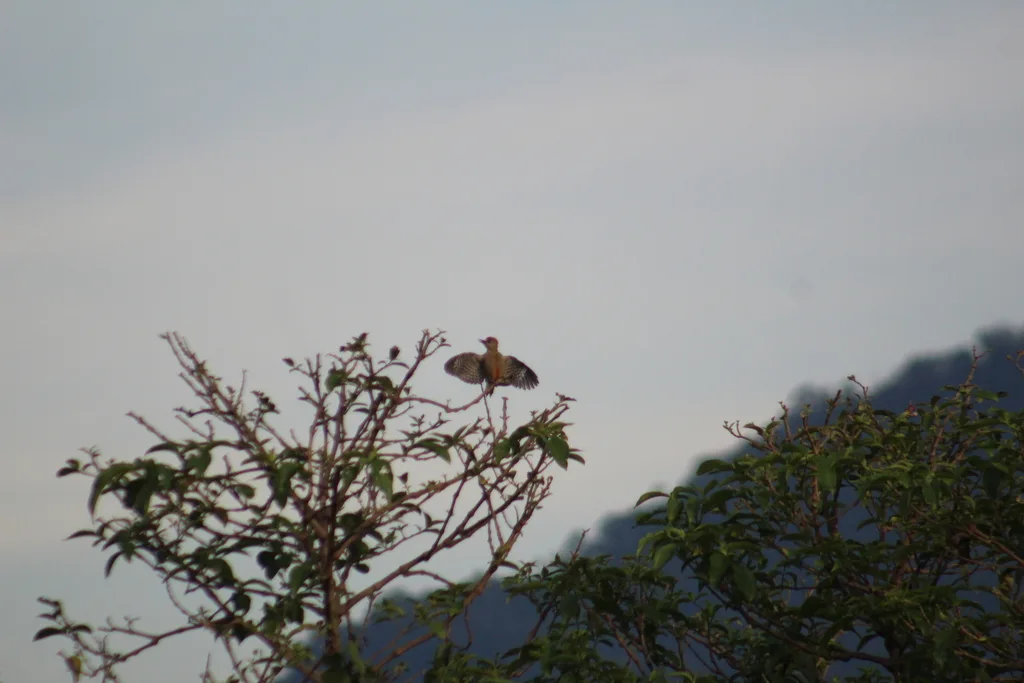 红冠啄木鸟(Melanerpes rubricapillus)