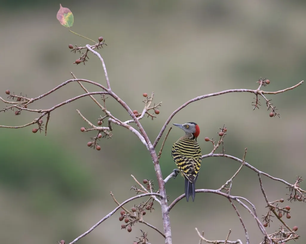 拉美啄木鸟(Melanerpes striatus)