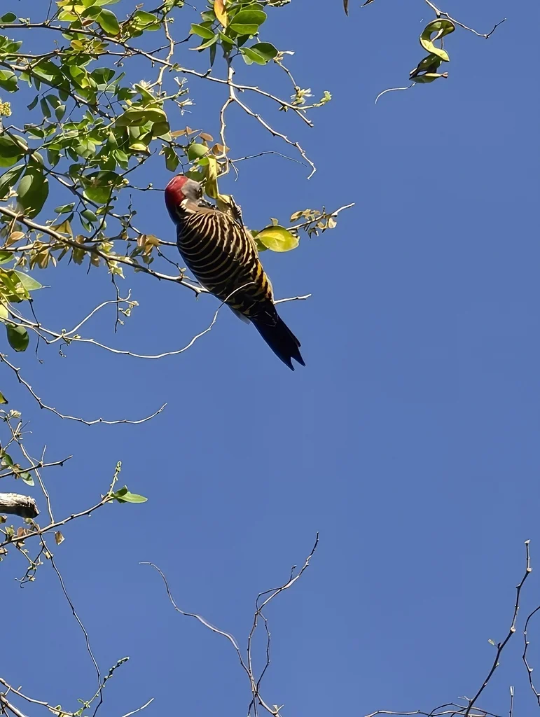 拉美啄木鸟(Melanerpes striatus)