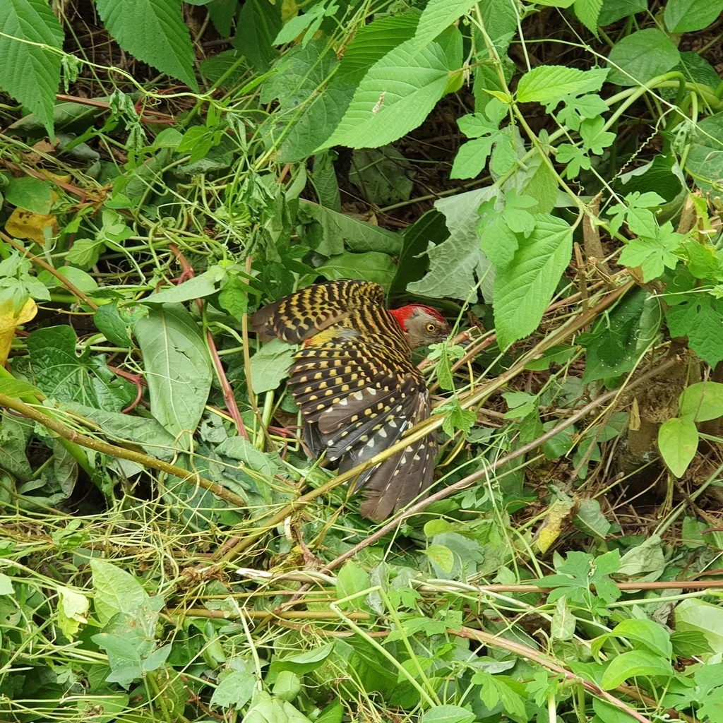 拉美啄木鸟(Melanerpes striatus)