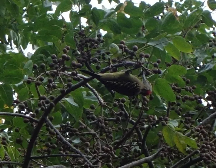 拉美啄木鸟(Melanerpes striatus)